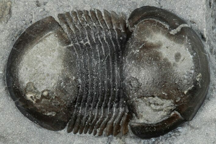 Bumastus Ioxus Trilobite - New York #270126
